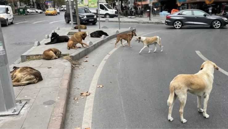 Vahşi köpekleri durduran yasa çıktı